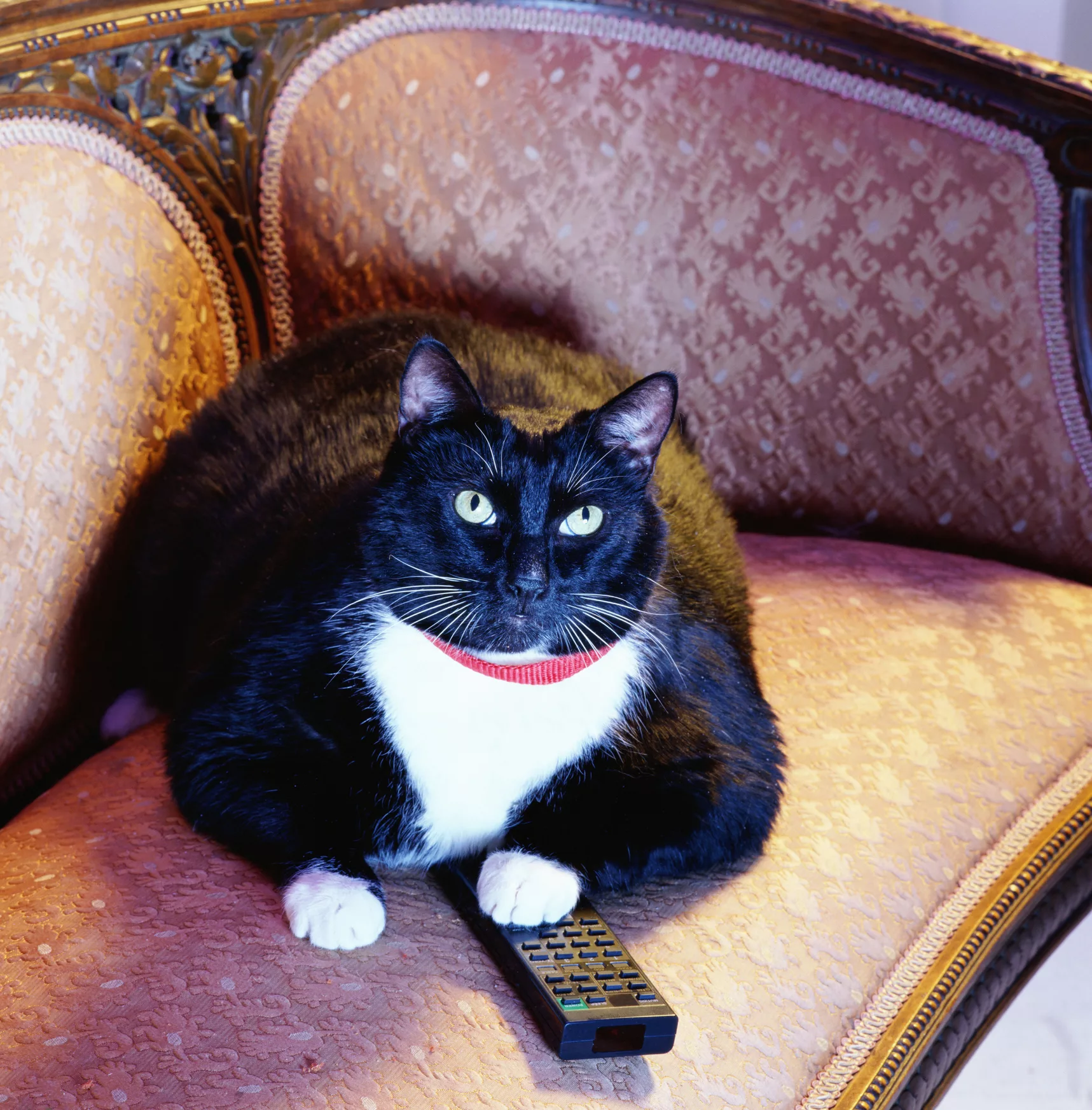 black-and-white-cat-on-sofa-with-television-remote-control