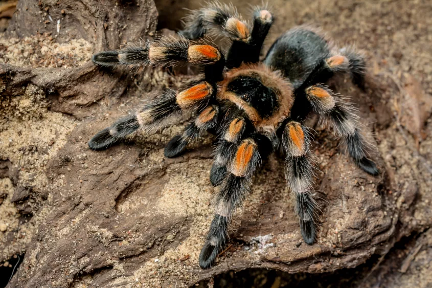 mexican-red-knee-tarantula-brachypelma-smithi