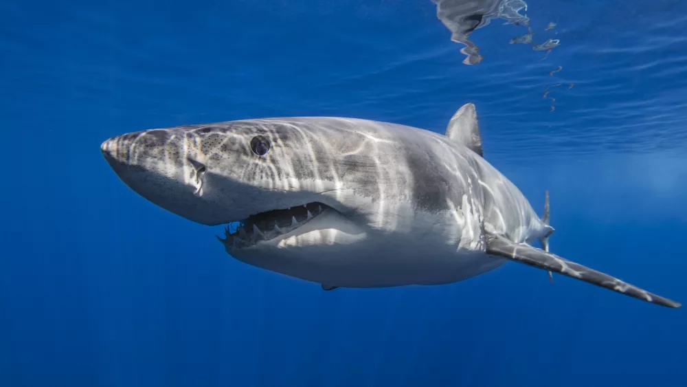 mexico-guadalupe-great-white-shark-underwater-2