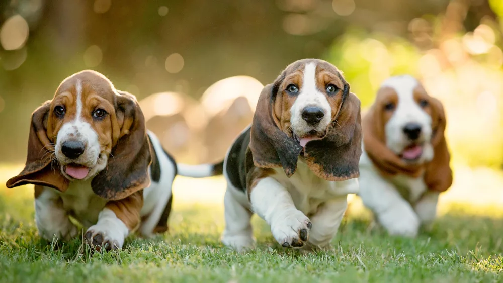 three-basset-hounds-running