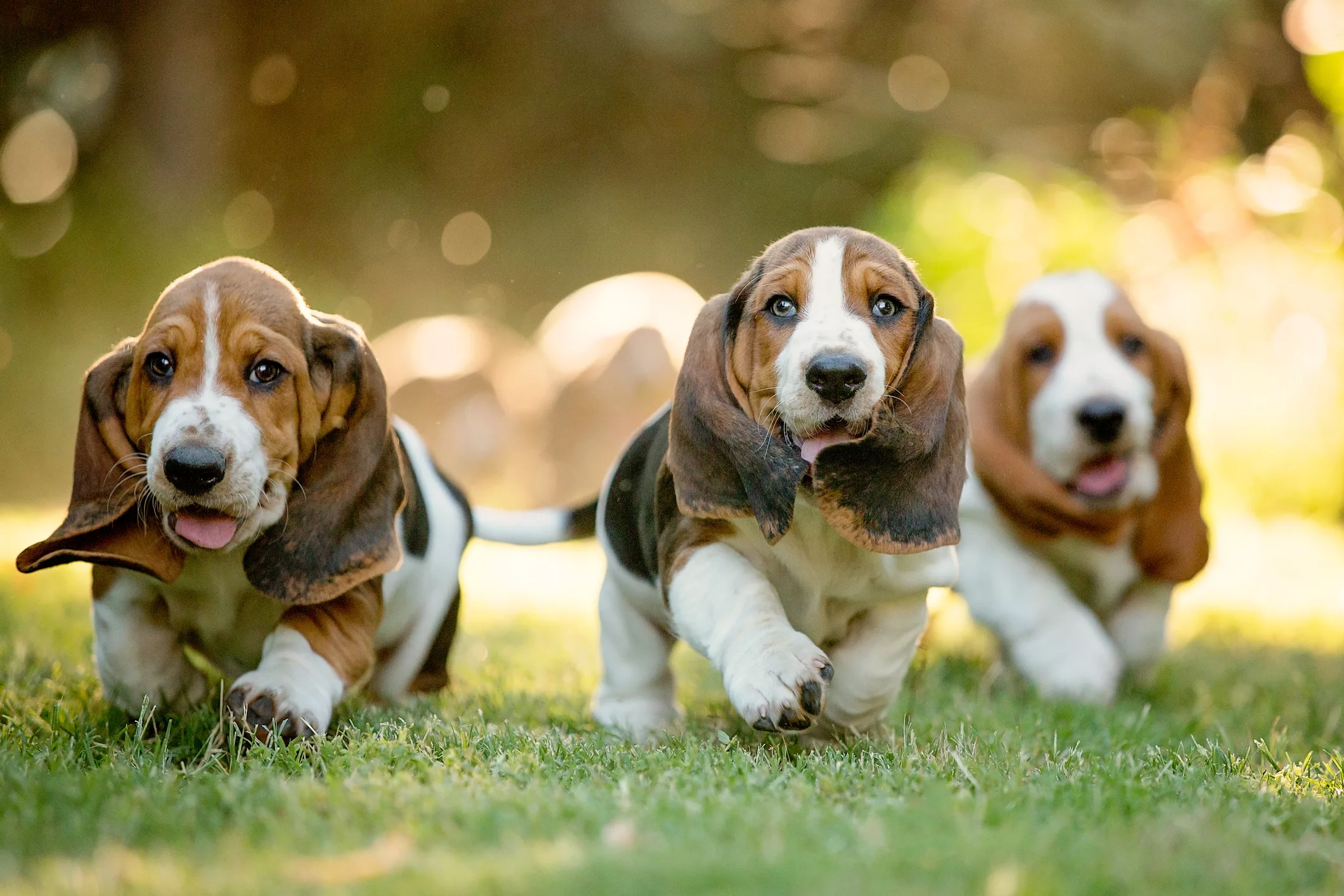 three-basset-hounds-running