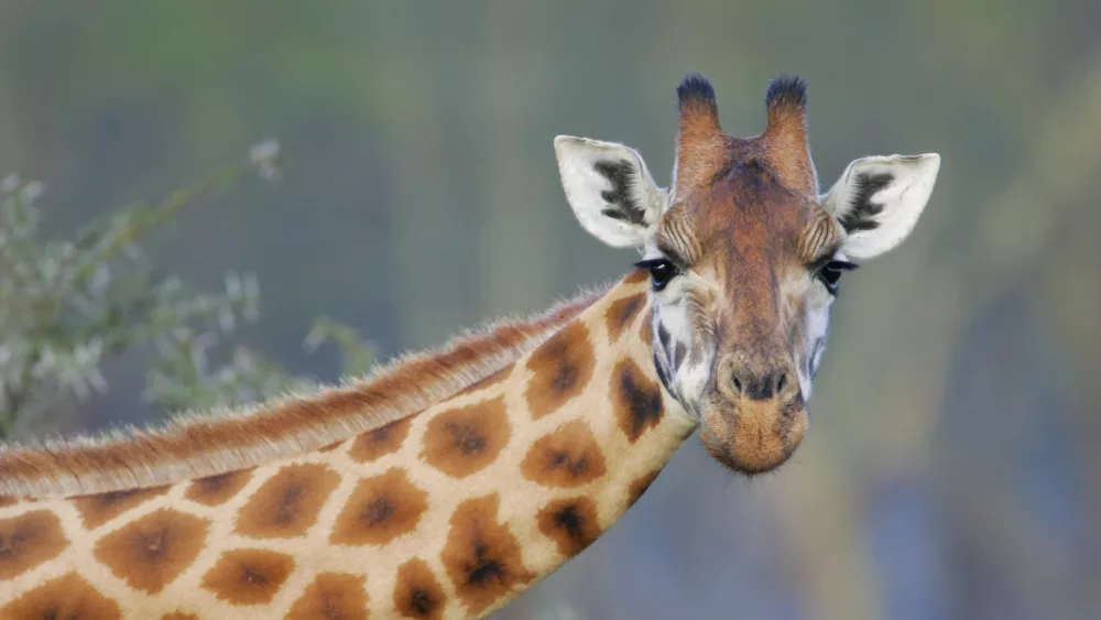 rothschilds-giraffe