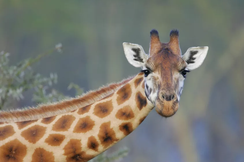 rothschilds-giraffe