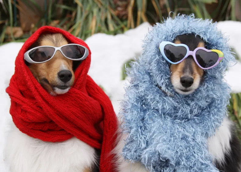 two-shetland-sheepdogs-wearing-sunglasses-and-scarves-in-winter