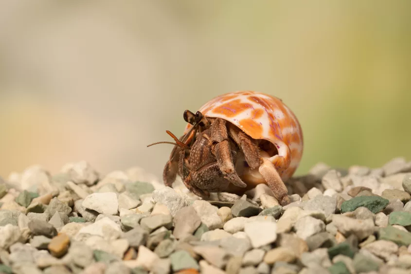 close-up-of-a-hermit-crab-on-beach-indonesia