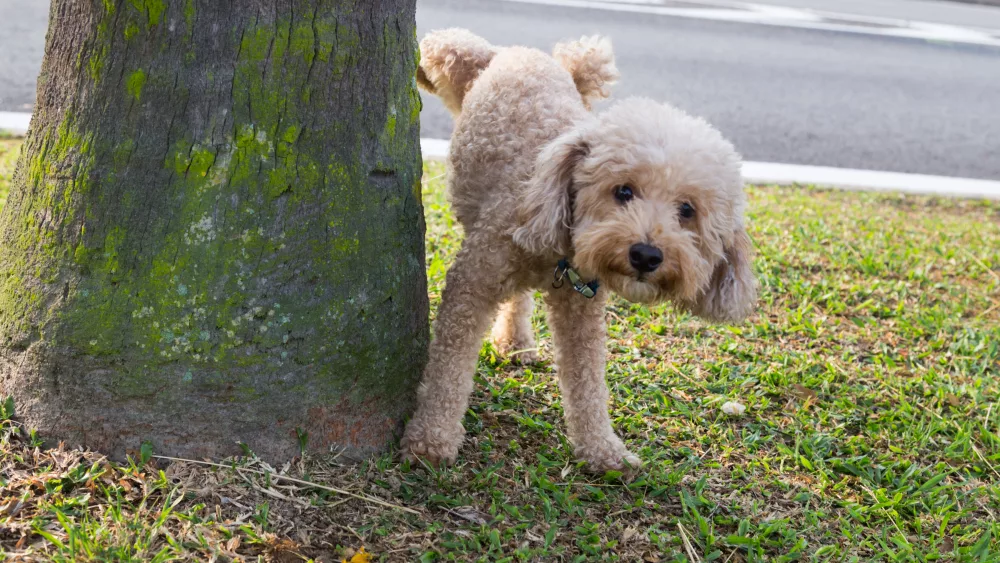 male-poodle-urinating-pee-on-tree-trunk-to-mark-territory