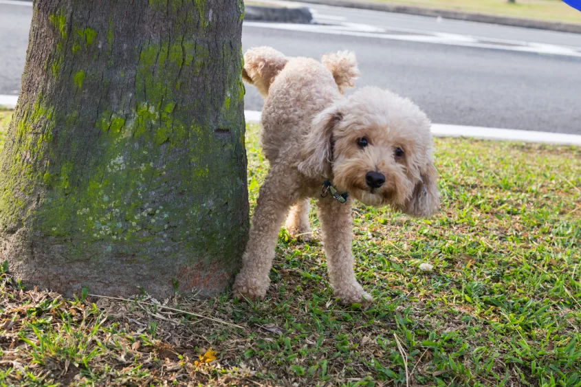 male-poodle-urinating-pee-on-tree-trunk-to-mark-territory