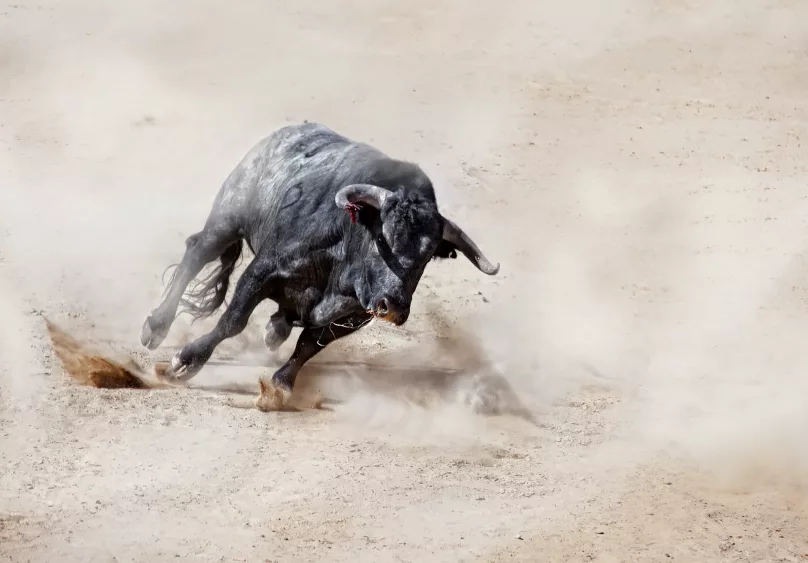 bull-charging-across-sand-creating-dust-cloud