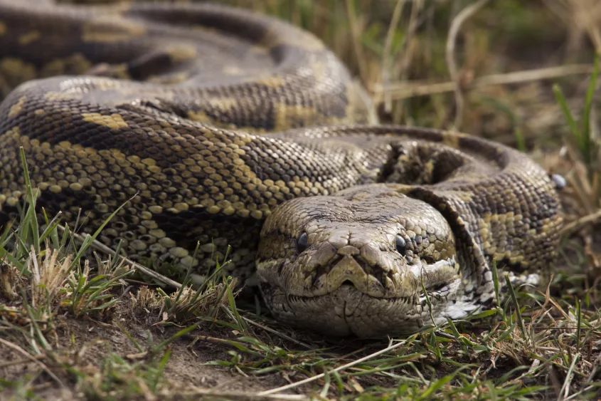 african-rock-python-head-portrait