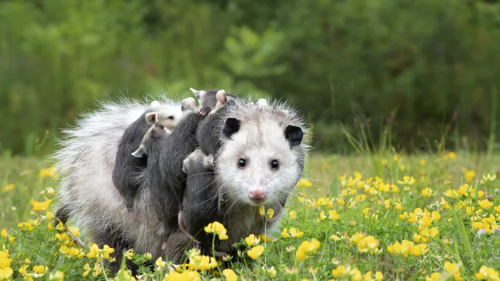 opossum-and-babies