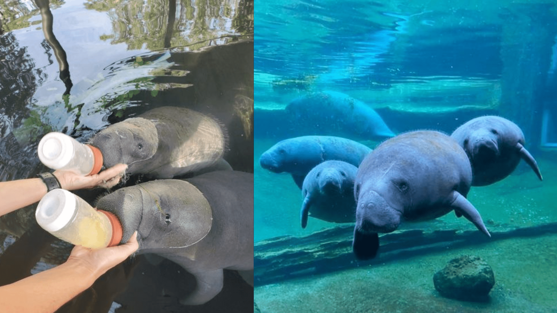 manatees-1667830179673584