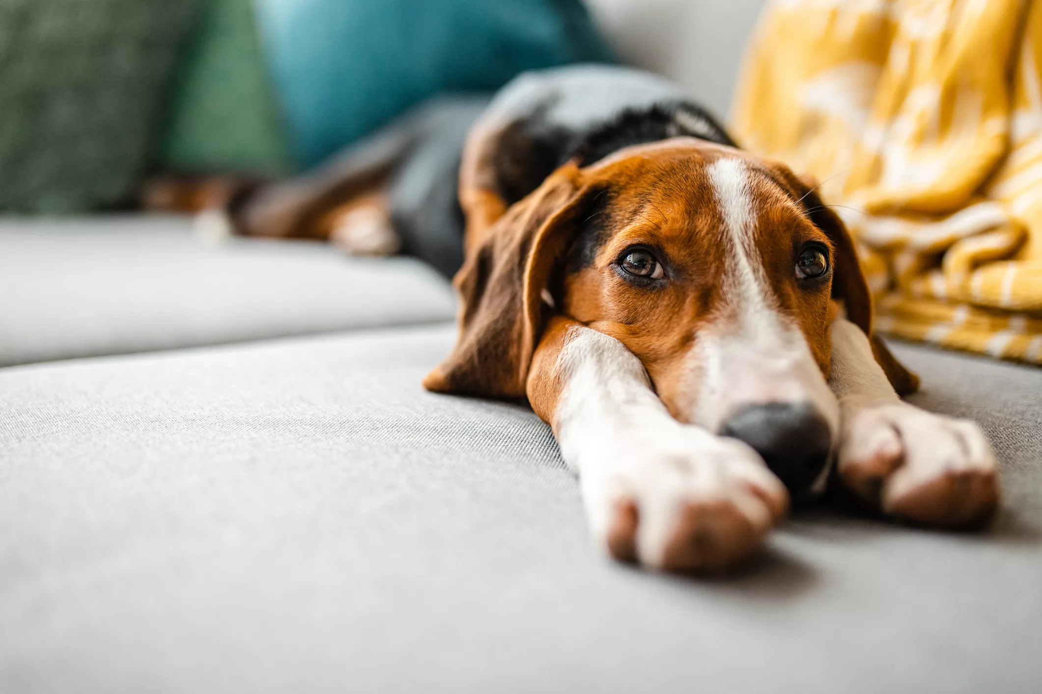 adorable-mixed-breed-dog-relaxing-on-sofa