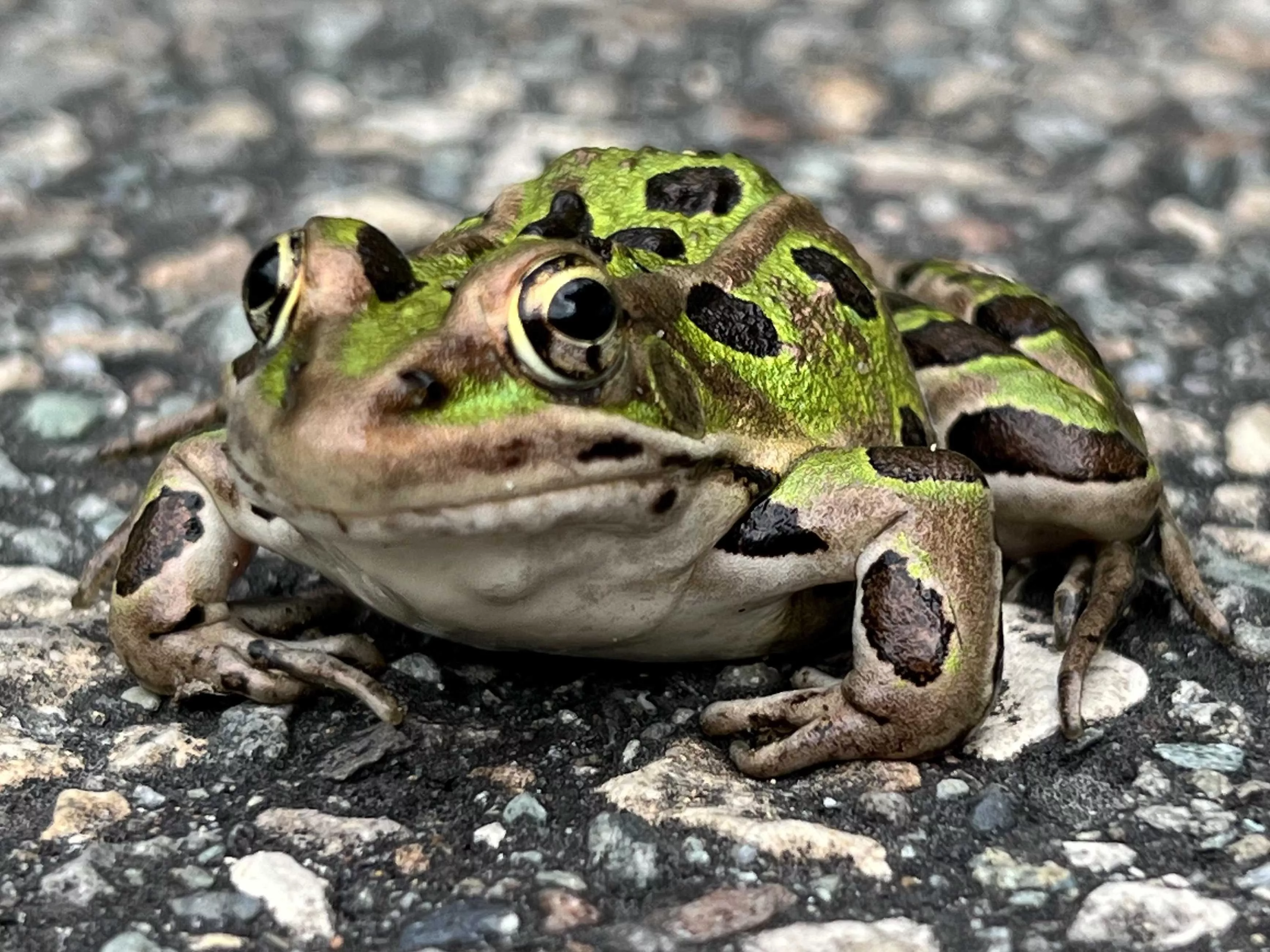 frog-65dfc011a5ab0545416