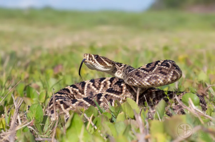 eastern-diamondback-rattlesnake