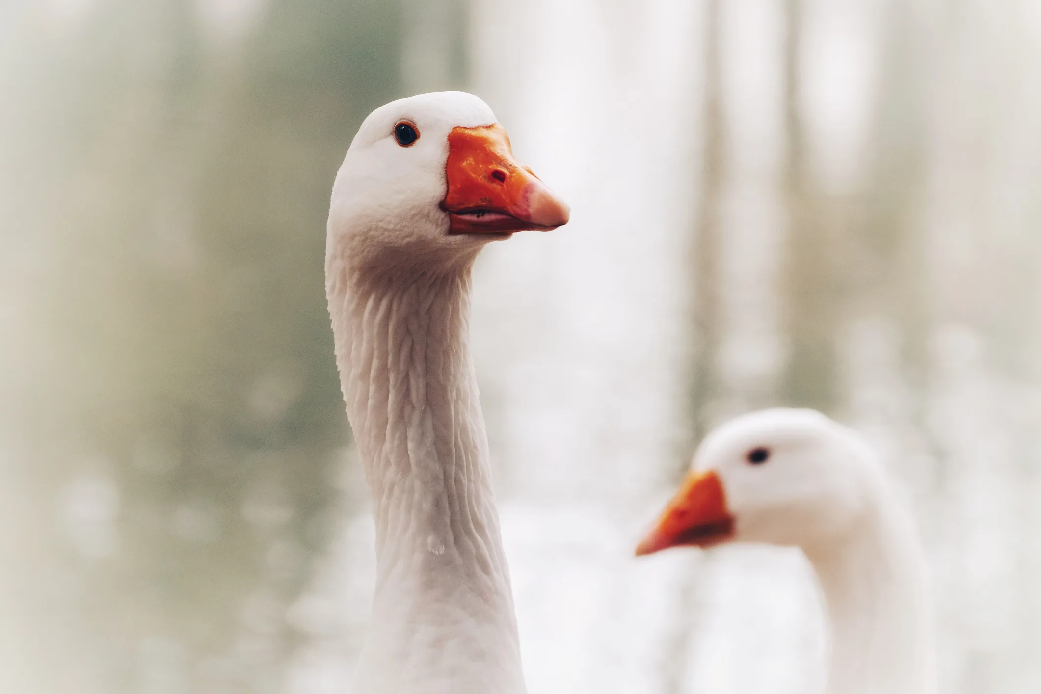 two-geese-on-white-background-detail-of-the-neck-and-beak