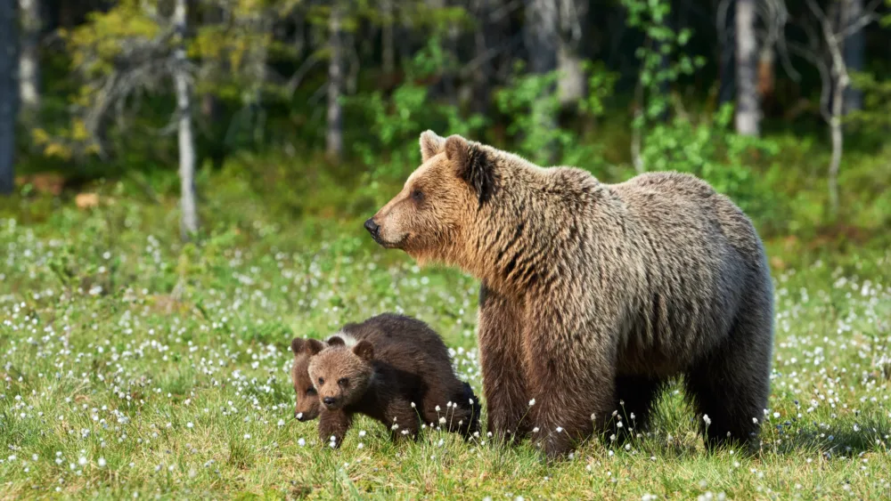mother-brown-bear-ursus-arctos-and-her-cubs