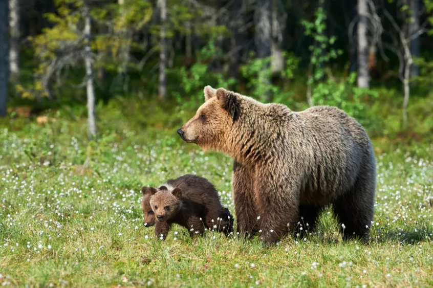 mother-brown-bear-ursus-arctos-and-her-cubs