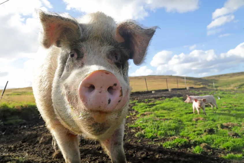 large-white-pig-in-field