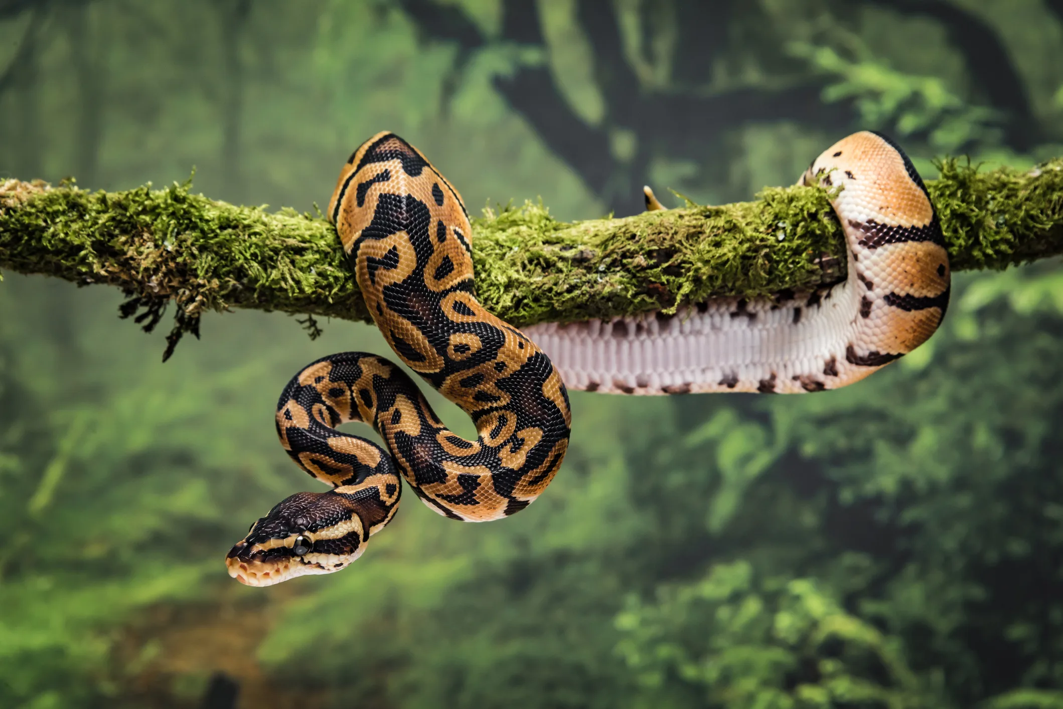 royal-python-on-branch