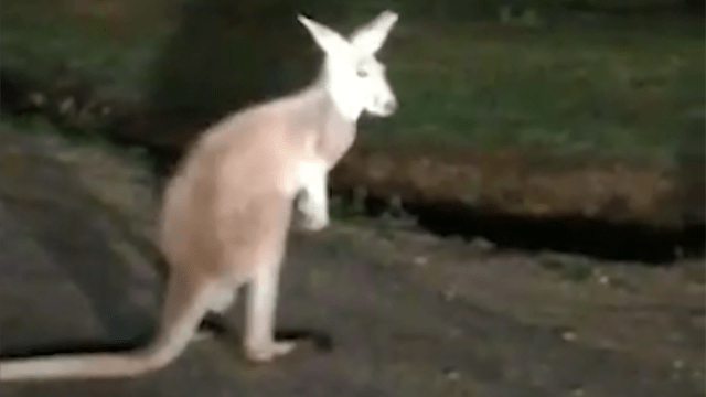 kangaroo-65f2f046550b0965391