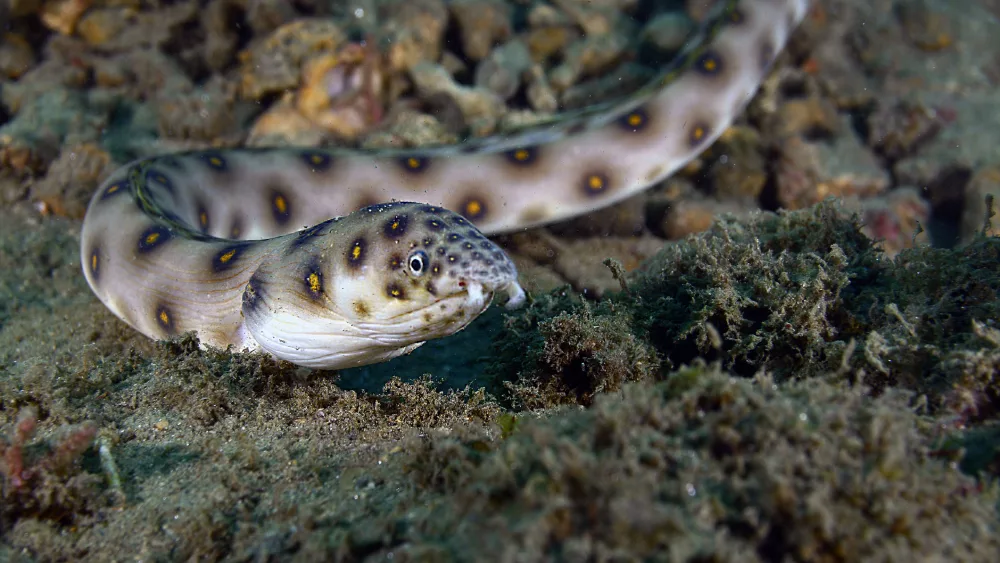 goldspotted-eel