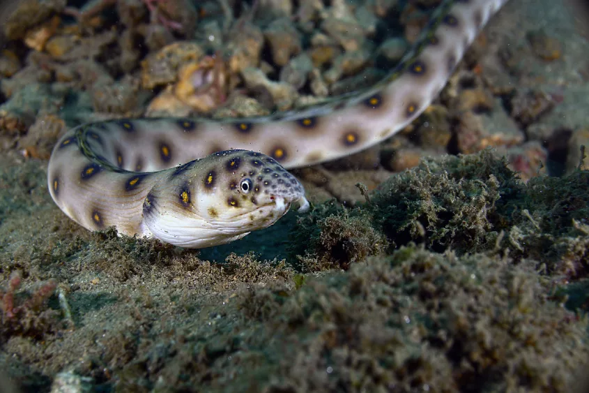 goldspotted-eel