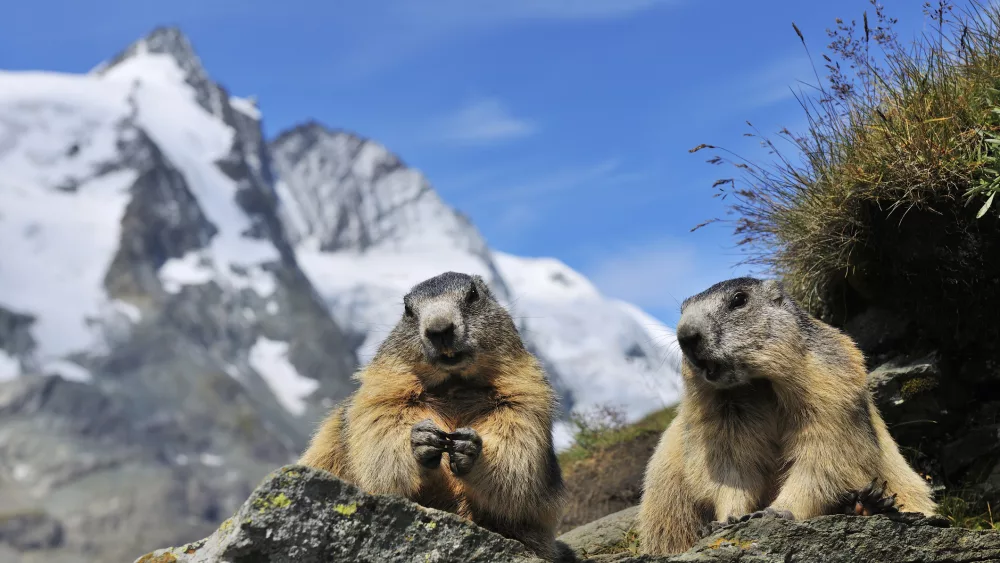 alpine-marmots-marmota-marmota