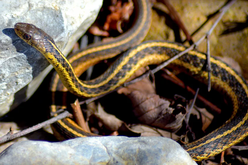 eastern-garter-snake