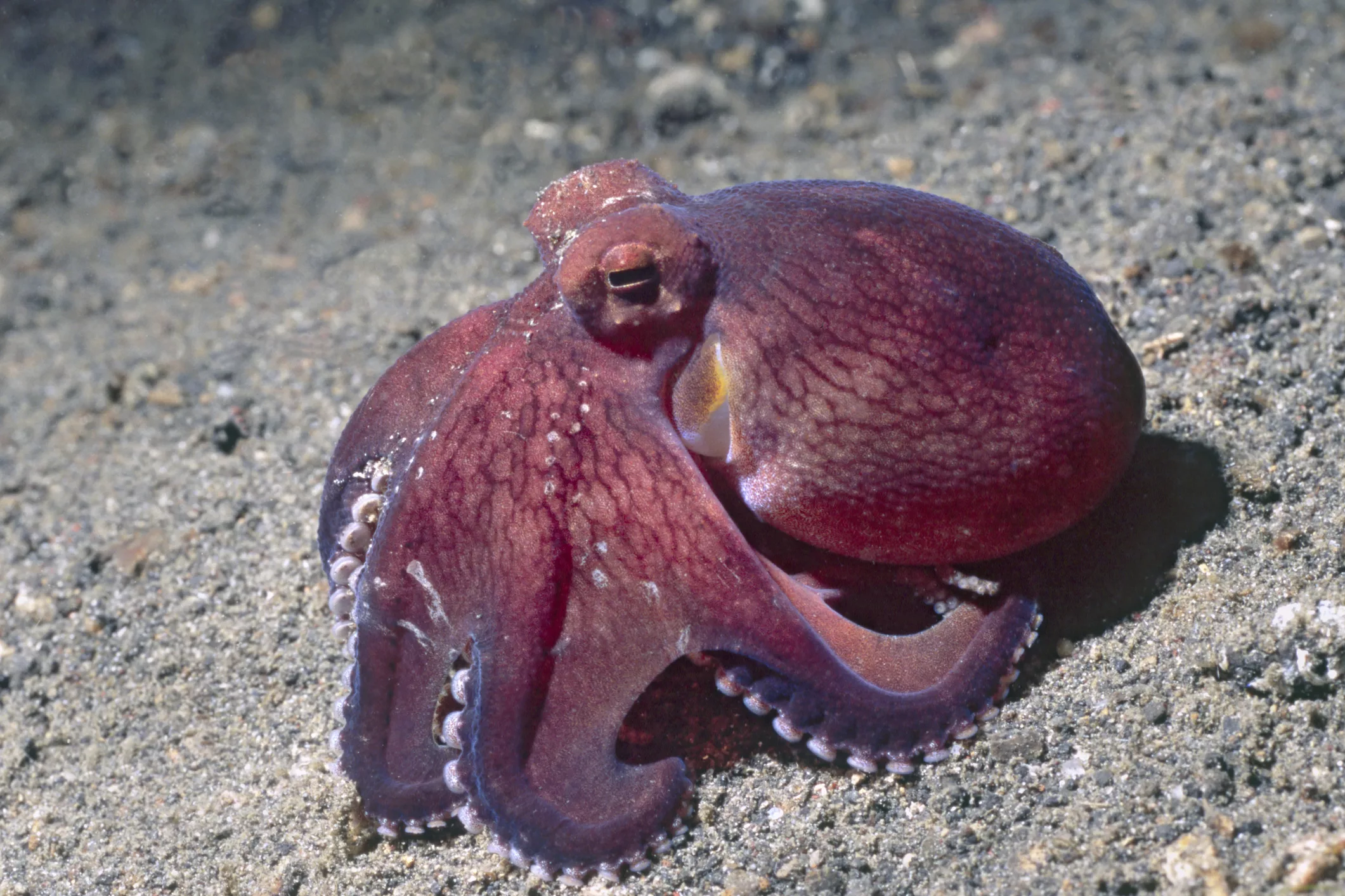 coconut-shell-octopus-in-lembeh-straits