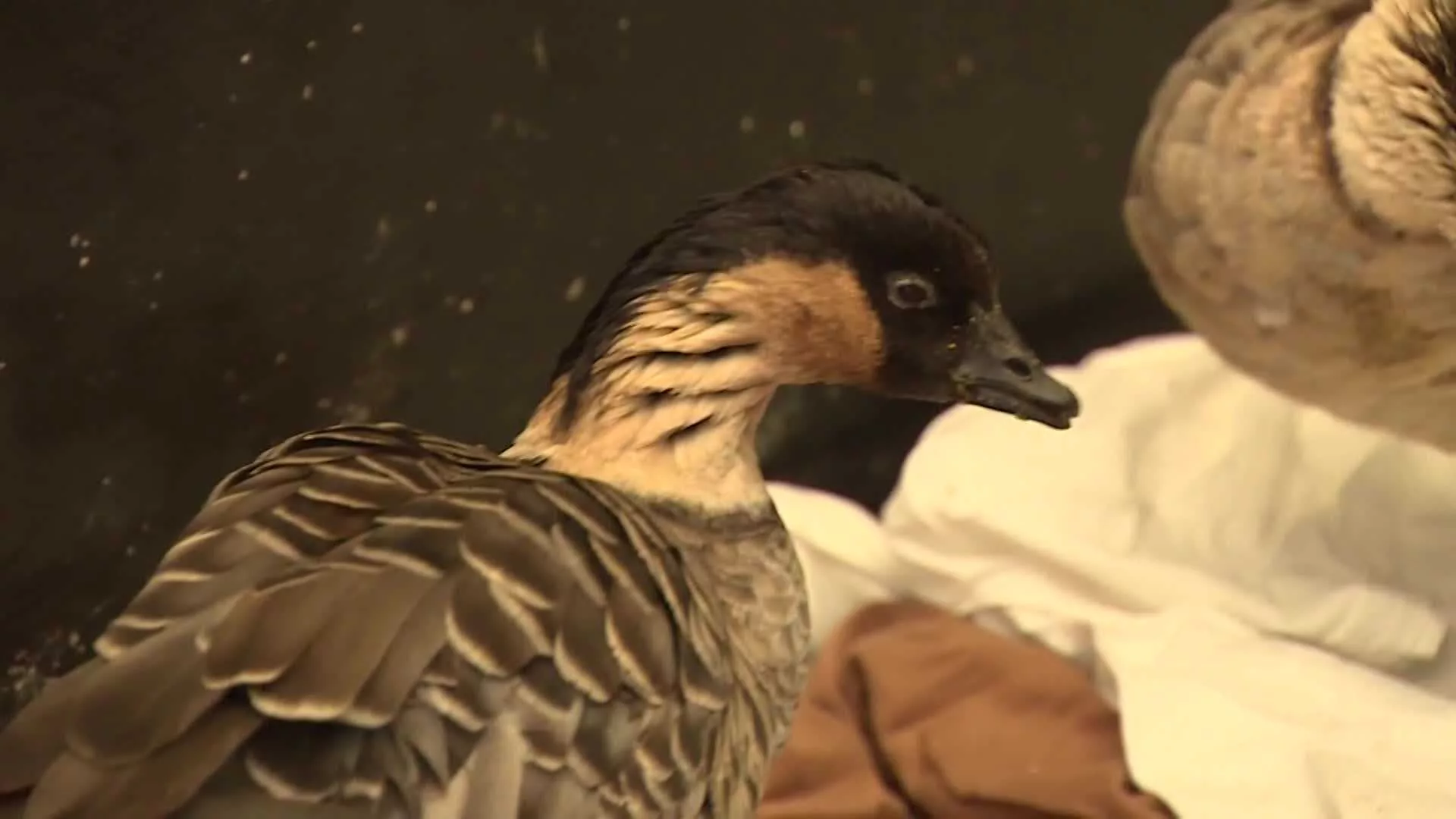 Wildlife experts surprised to find small flock of rare geese endemic to ...