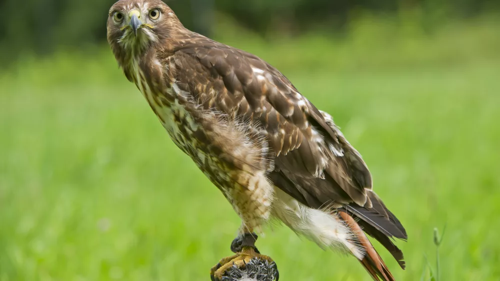 red-tailed-hawk-on-post