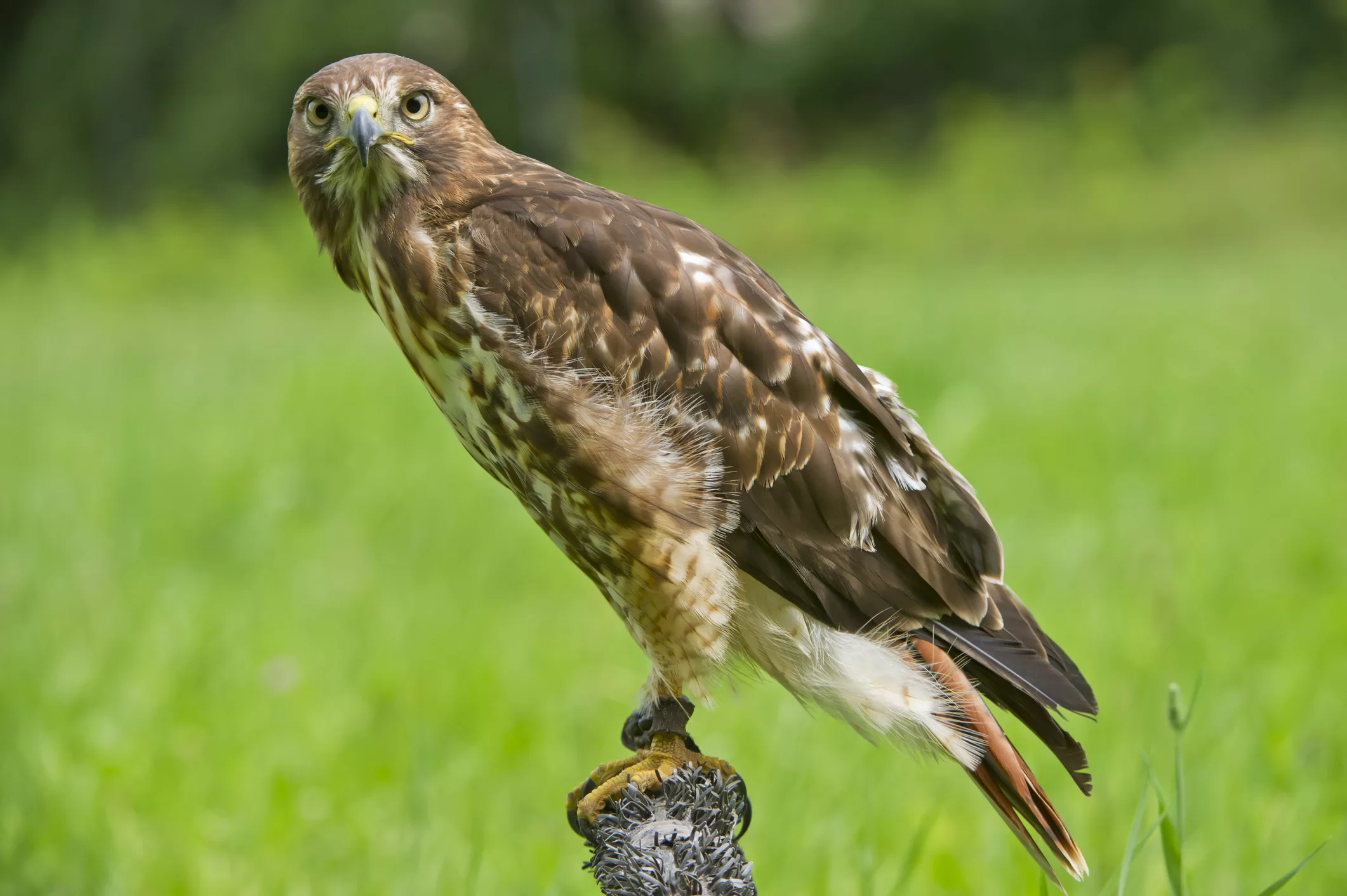 red-tailed-hawk-on-post