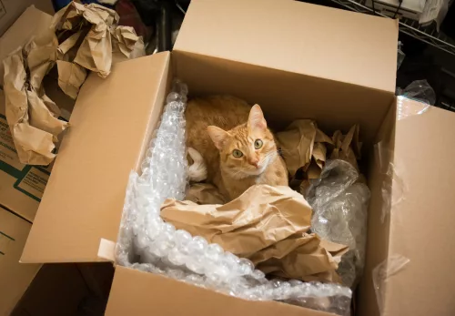 cat-in-a-moving-box