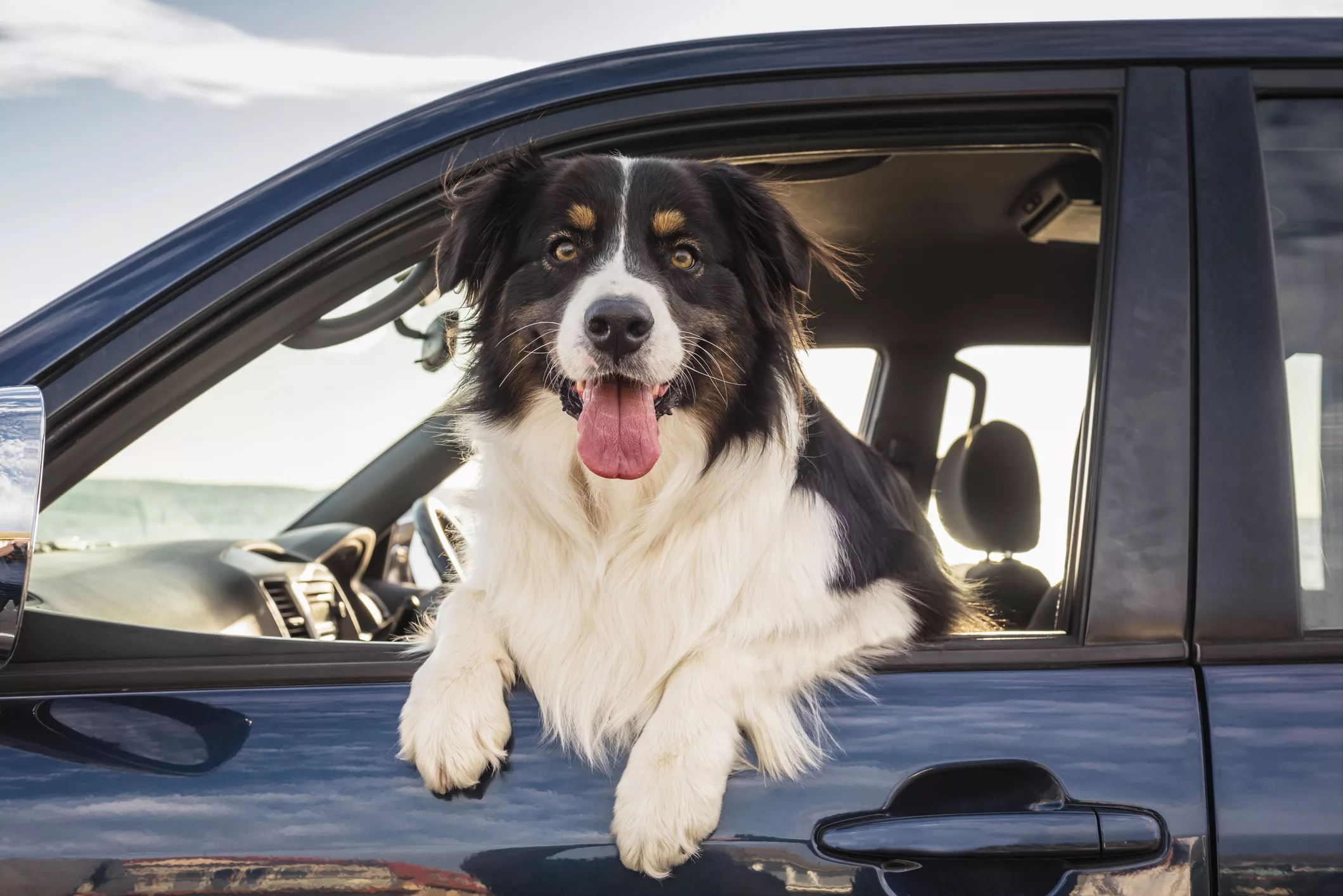 dog-leaning-out-window-of-car