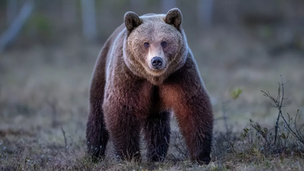 brown-bear-photography-in-the-swamp-northern-finland