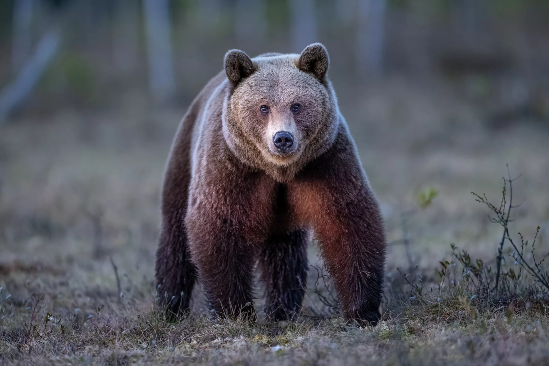 brown-bear-photography-in-the-swamp-northern-finland