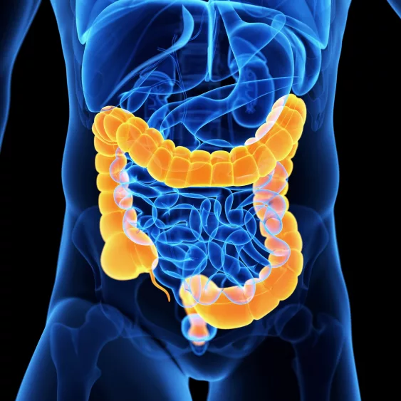 colon-illustration