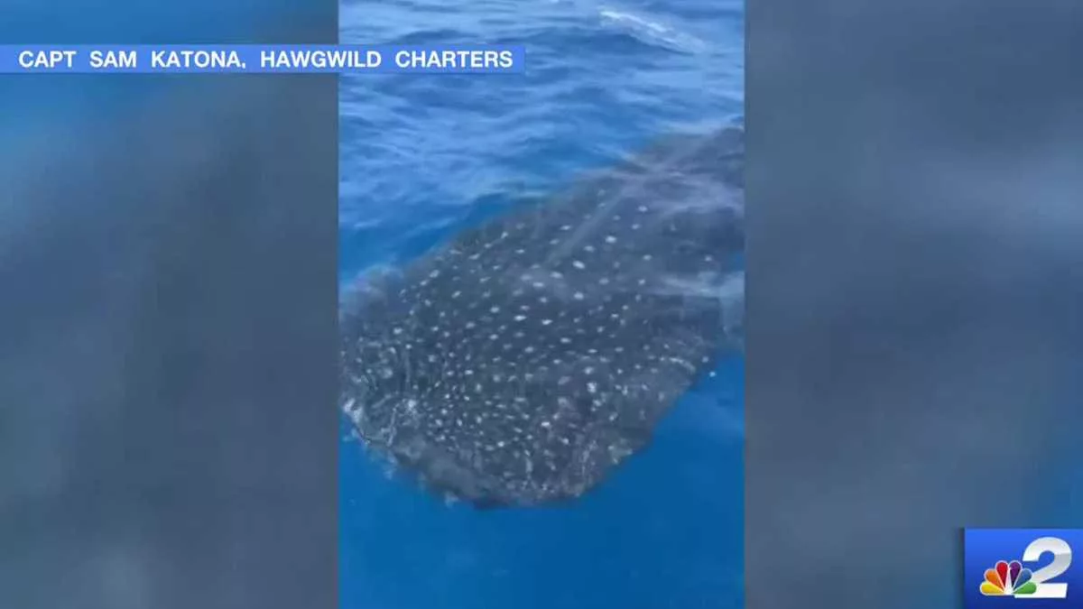 nbc2-whale-shark-vid-sam-katona-663d4919a94a9392347