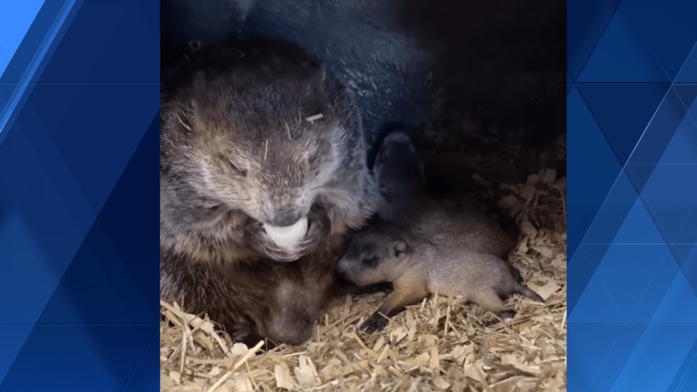 baby-groundhogs-graphic-66412944b05af412593
