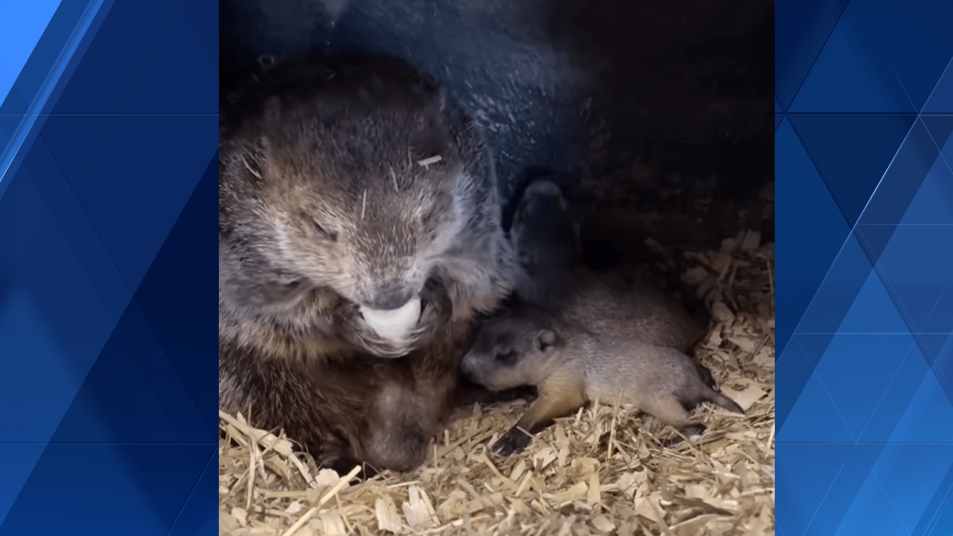 baby-groundhogs-graphic-66412944b05af412593