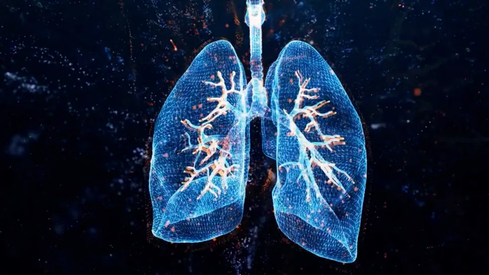 model-of-lungs-6648c751a8a49257817