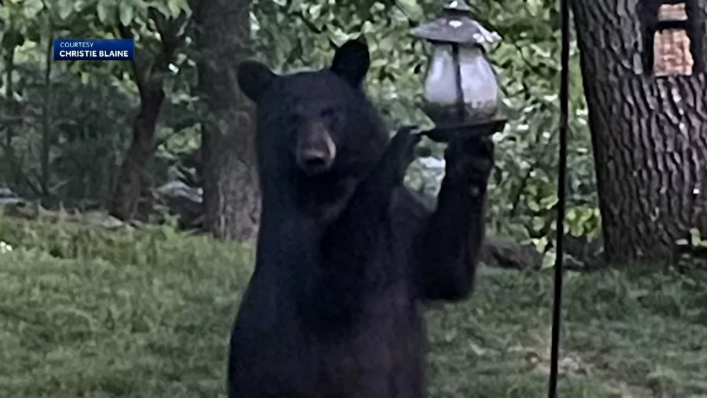 black-bear-eating-out-of-bird-feeder-oxford-massachusetts-5-21-2024-664ead3219b4c697203