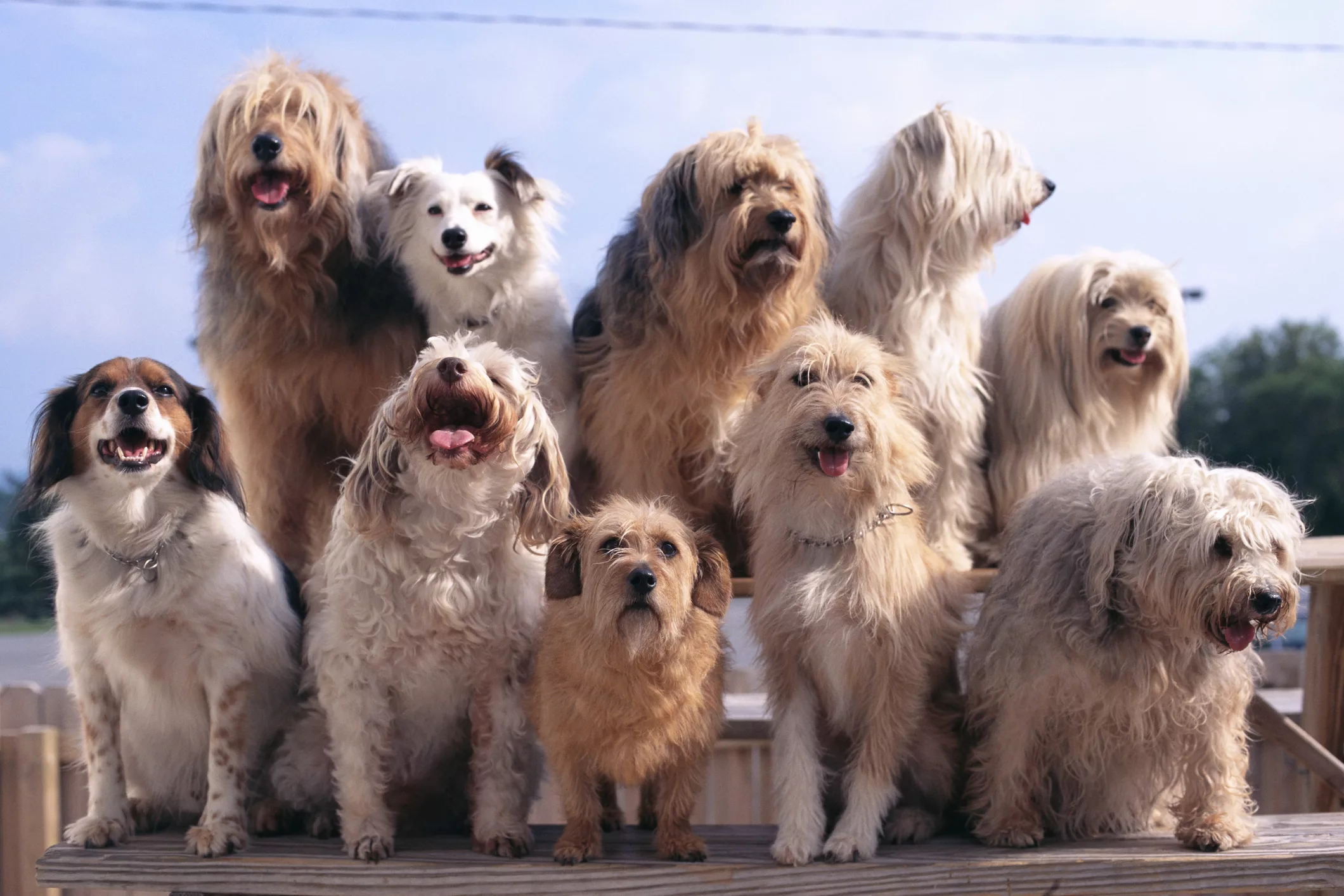 group-of-shaggy-dogs