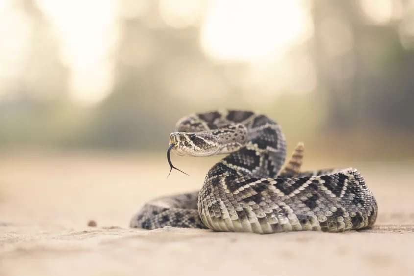 eastern-diamondback-rattlesnake-crotalus-adamanteus-florida-america-usa