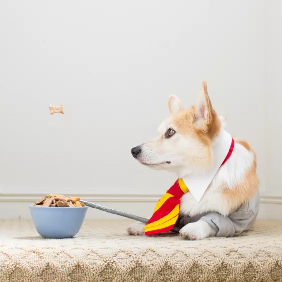 corgi-dog-wizard