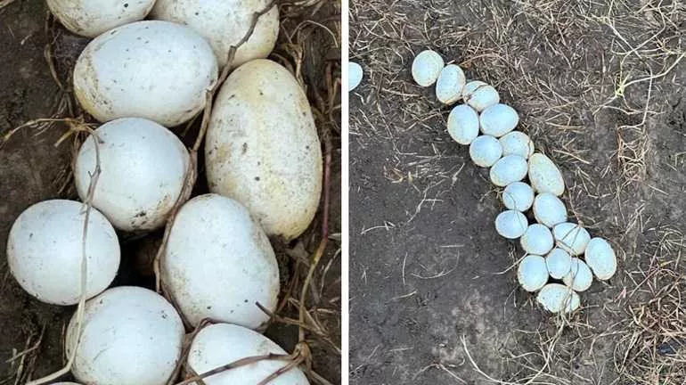 snake-eggs-6660ca6637a27711139