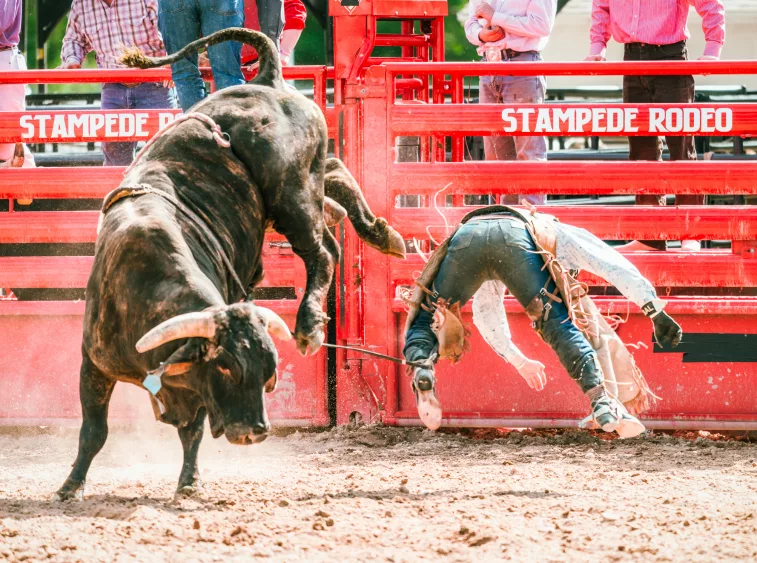 rodeo-cowboy-thrown-from-bareback-bull