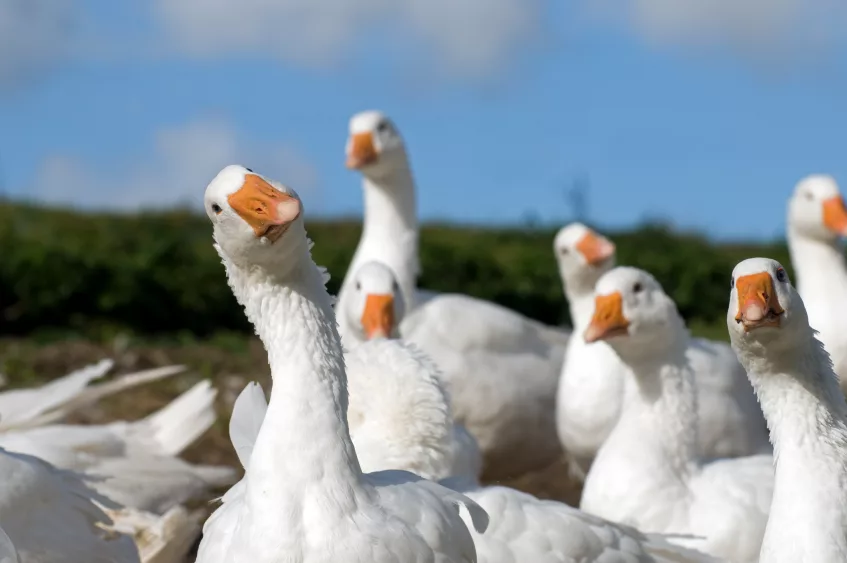 white-geese