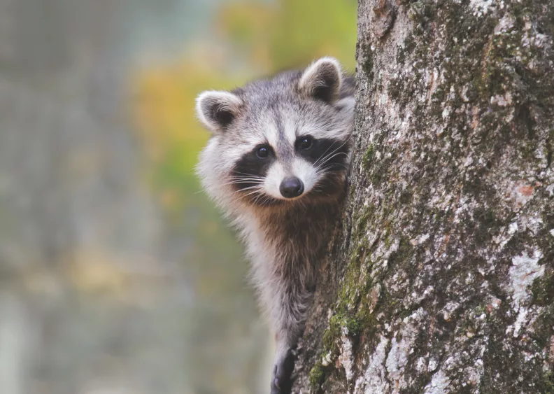 raccoon-on-a-tree