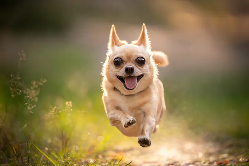 running-chihuahua-dog